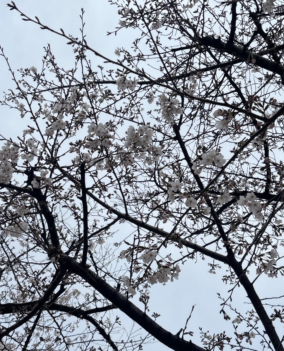 水桐けいと🍁🍎🍄 tweet media