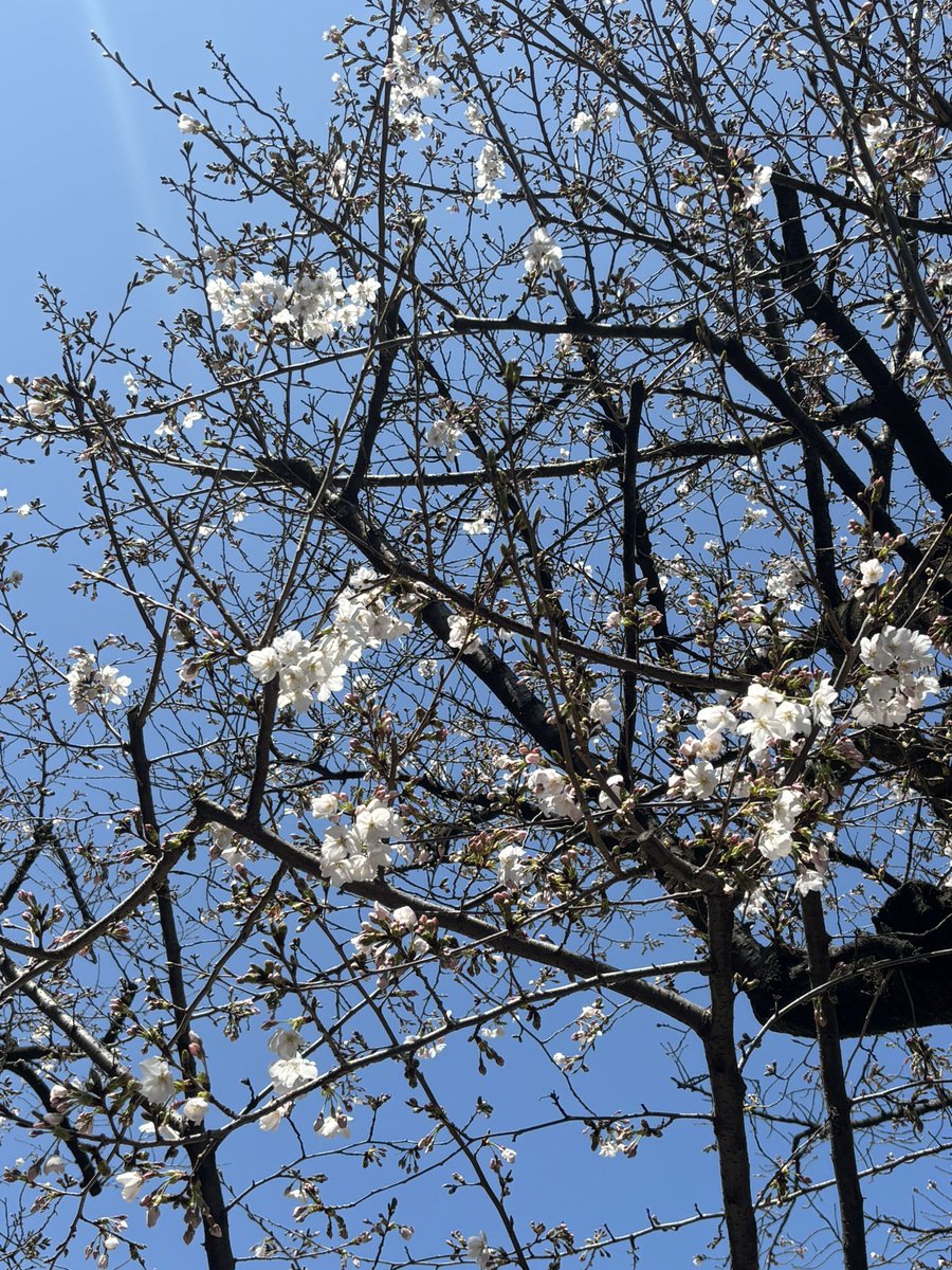 水桐けいと🍁🍎🍄 tweet media