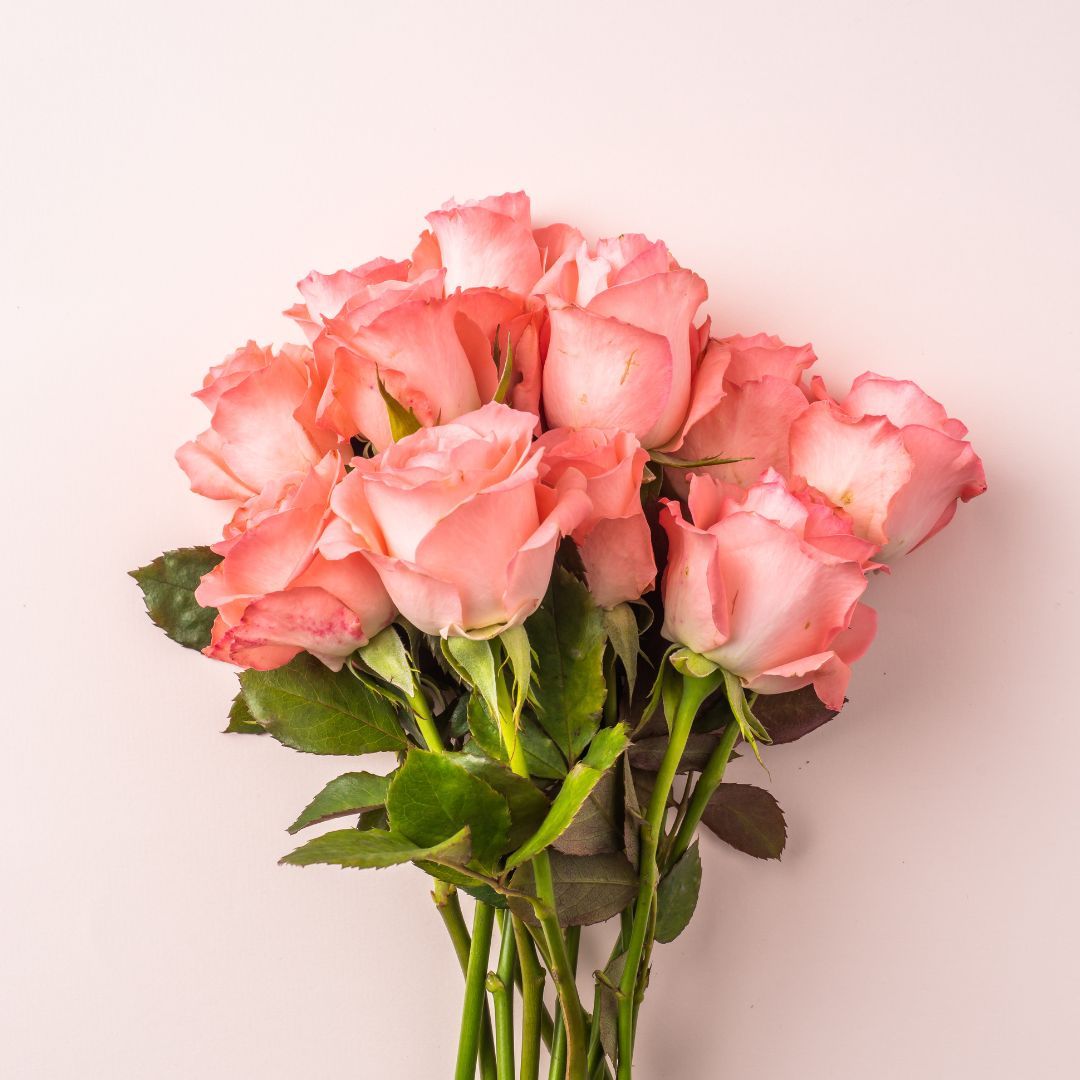 アルビオン（ALBION）－公式－ tweet media