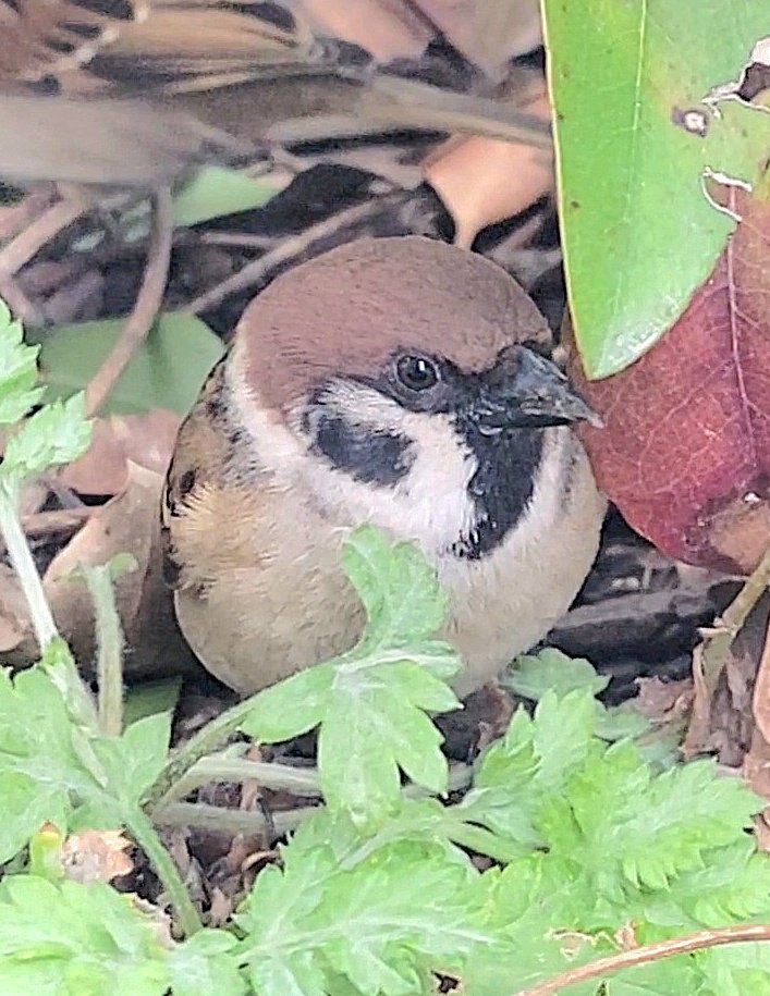 ピピピ tweet media