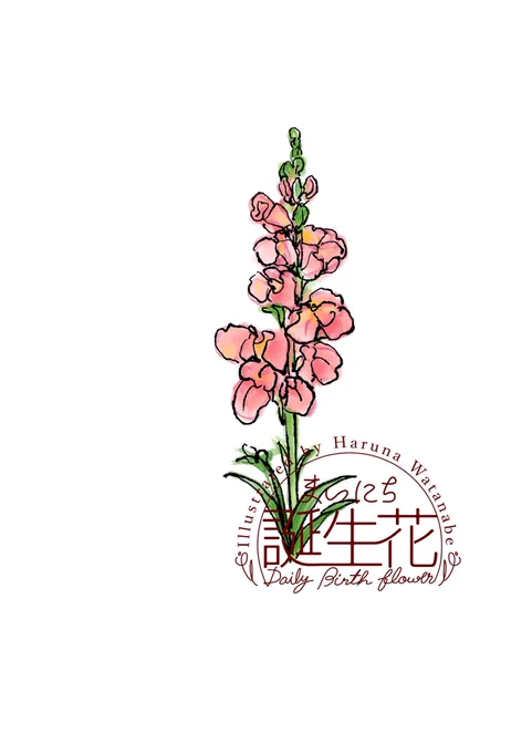 3月26日 キンギョソウ 花言葉 おおらか #1日1絵 #まいにち誕生花