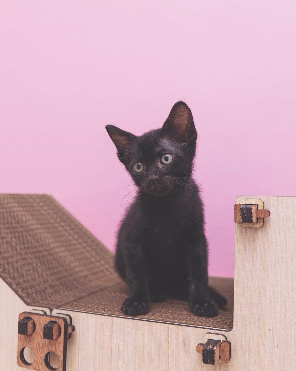 Adoptamiu tweet media