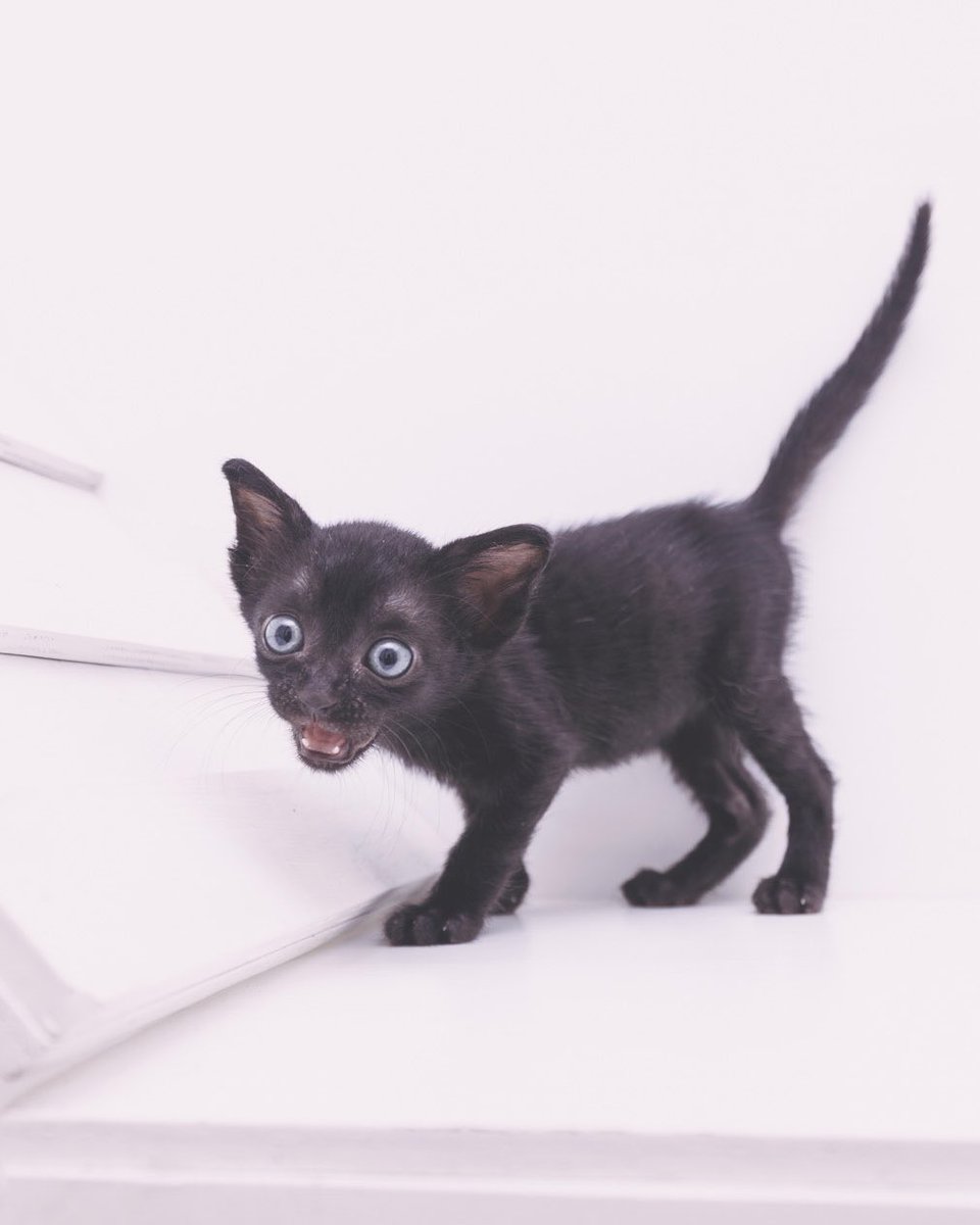 Adoptamiu tweet media