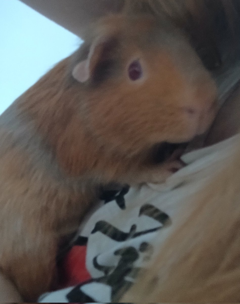 𓏲𝄢 tweet media