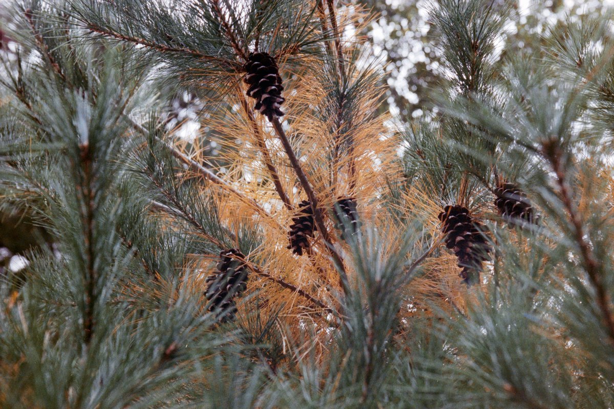 Cyan, like the color tweet media