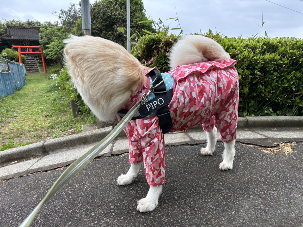 Pipo_Pi_p0's tweet photo. 顔どこ？ https://t.co/UWpyWQSQF1