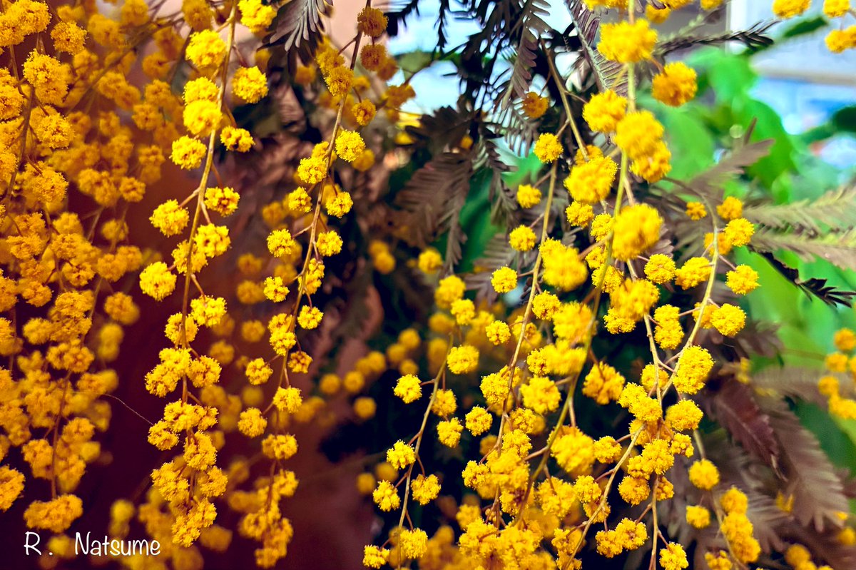 Natsume（R-camera） tweet media