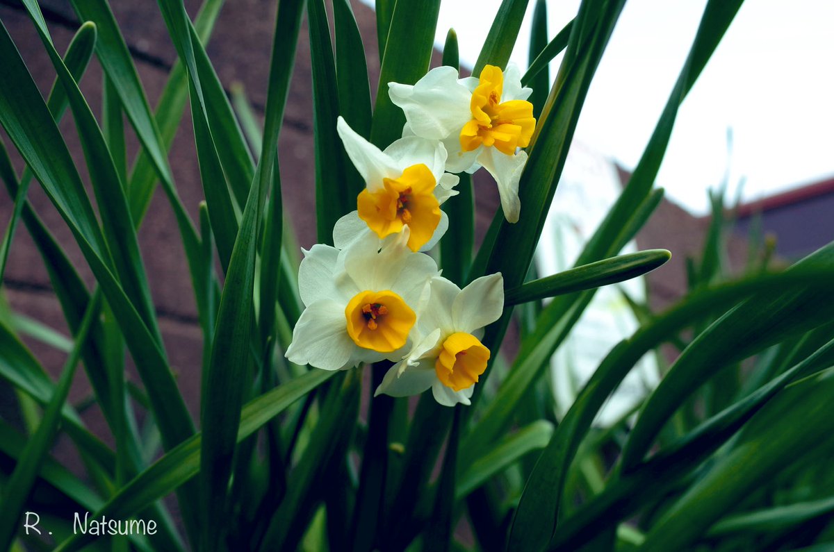 Natsume（R-camera） tweet media