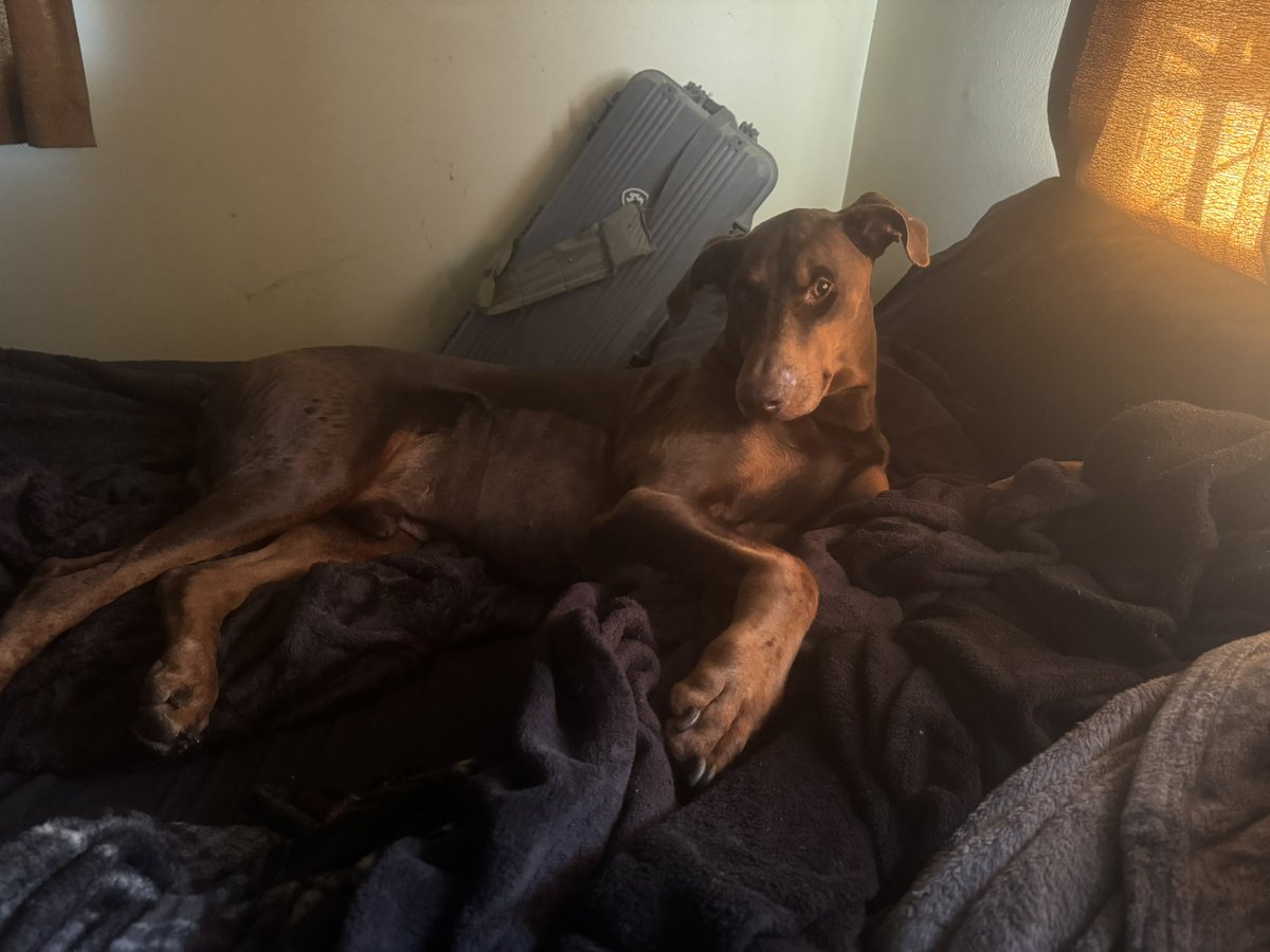 Colt Lewis tweet media