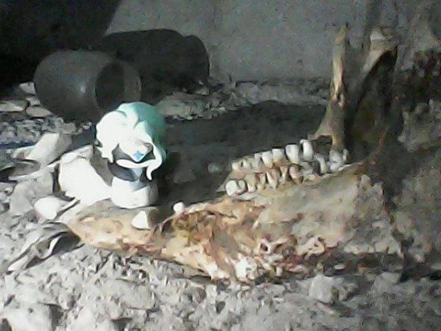 he made a new friend