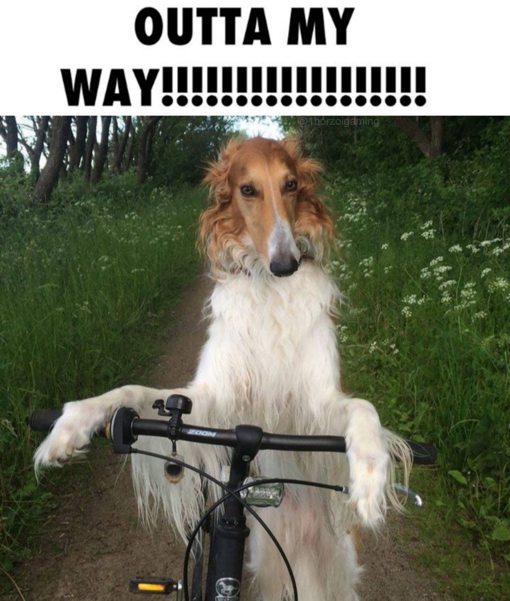 #borzoi #borzoitwt
