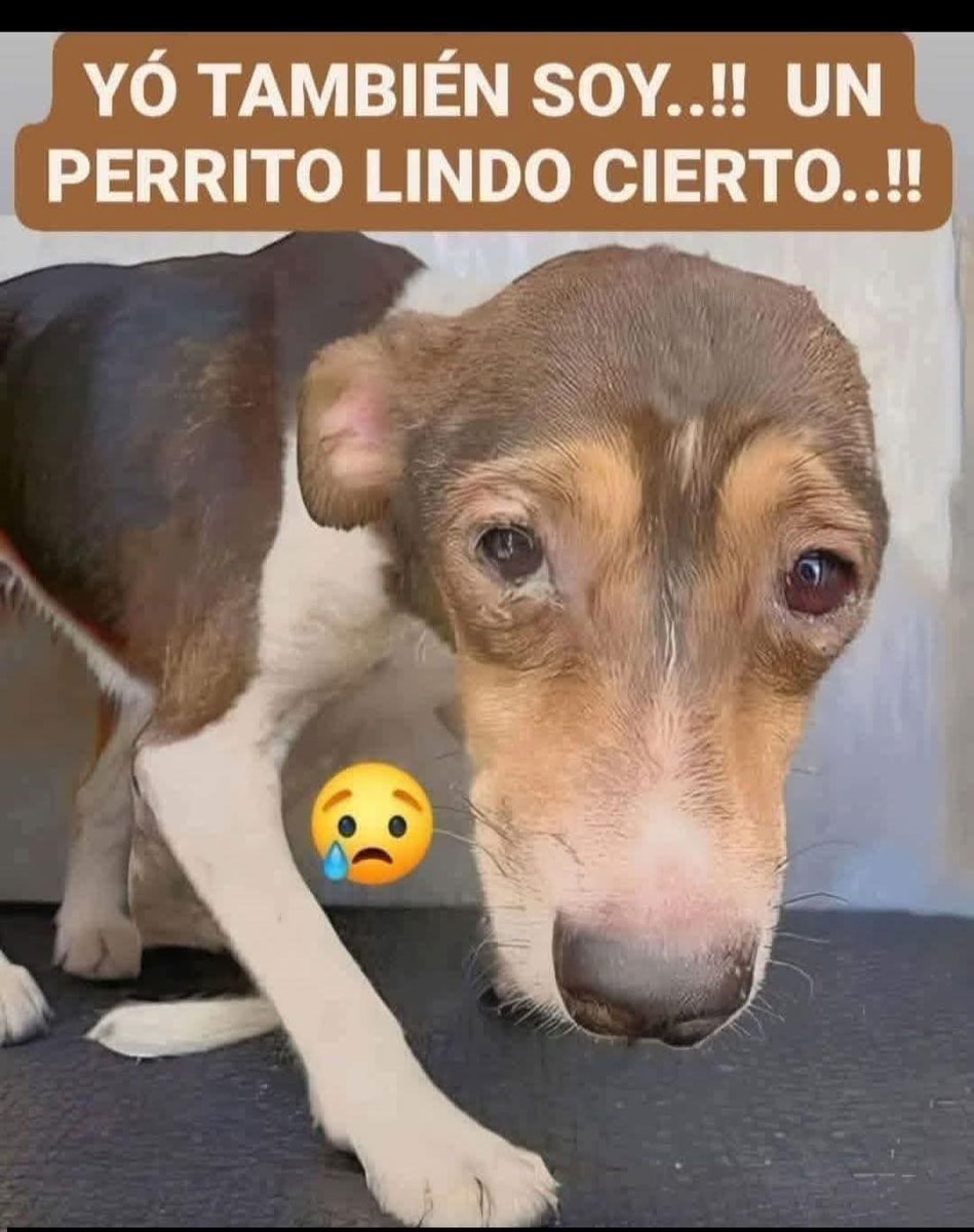 ManuSaenzVolvio's tweet photo. Precioso mi amor!
Solo necesitas amor y cuidados!
🧡 https://t.co/LUz5DZZ0f6