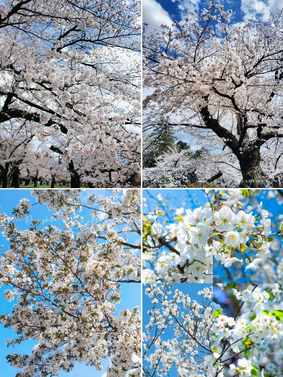 れいなちゃん🐱3rd🌸🌹 tweet media