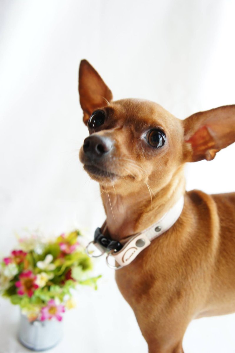 RUMKA （ルンカ）／光るリード／反射材／犬／公式／犬用品 tweet media