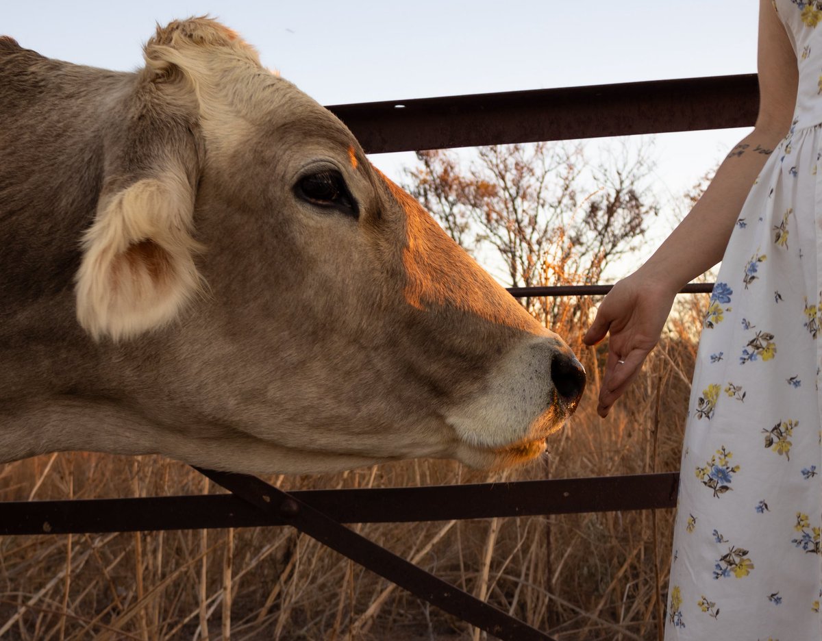 Like Wildflowers Homestead tweet media