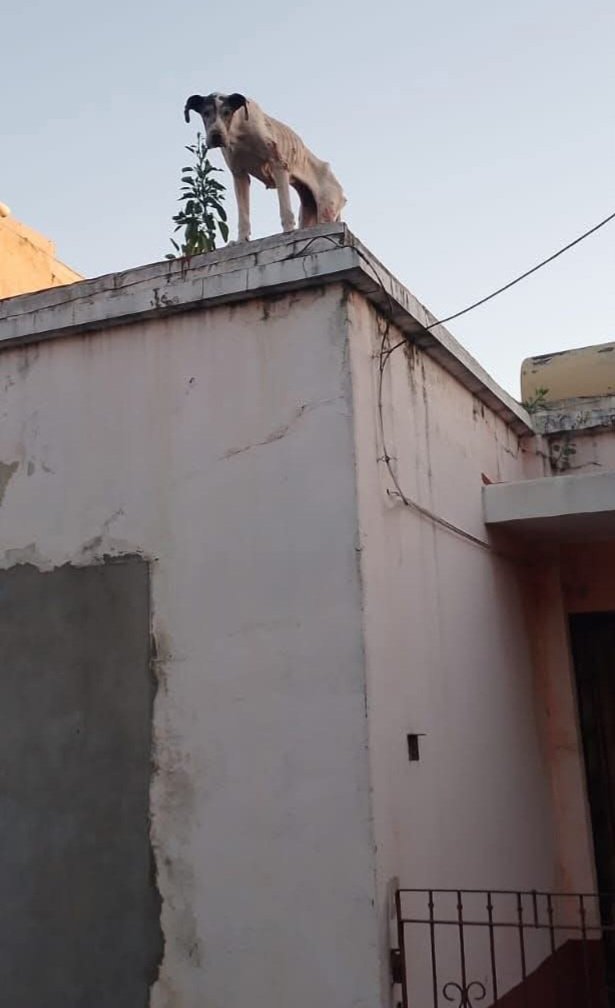 Abril Gomez tweet media