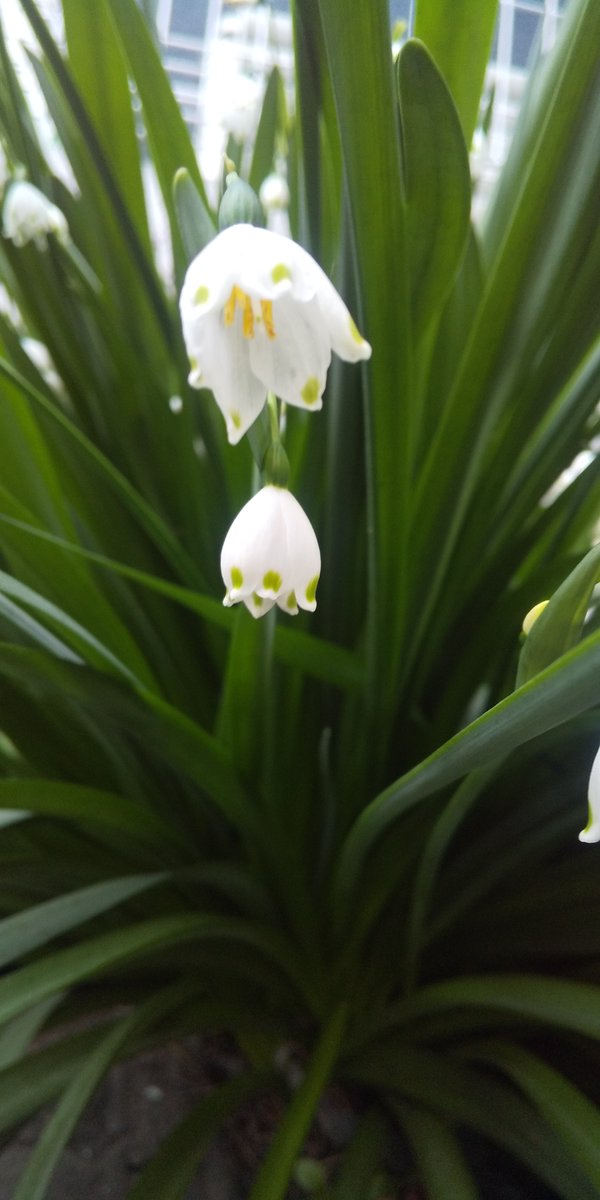 sweetsgrandmama's tweet image. They're like little ＃fairies, smaller than a pinky finger. No matter how tiny they are, each one has its own unique character. Just like #humans  !?