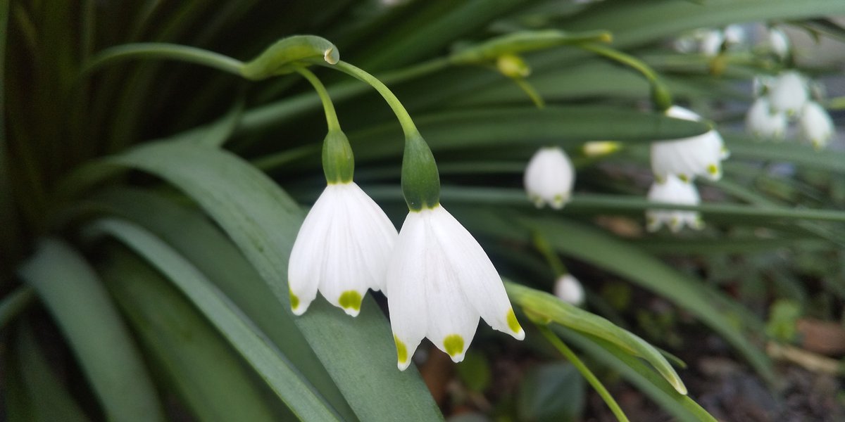 sweetsgrandmama's tweet image. They're like little ＃fairies, smaller than a pinky finger. No matter how tiny they are, each one has its own unique character. Just like #humans  !?