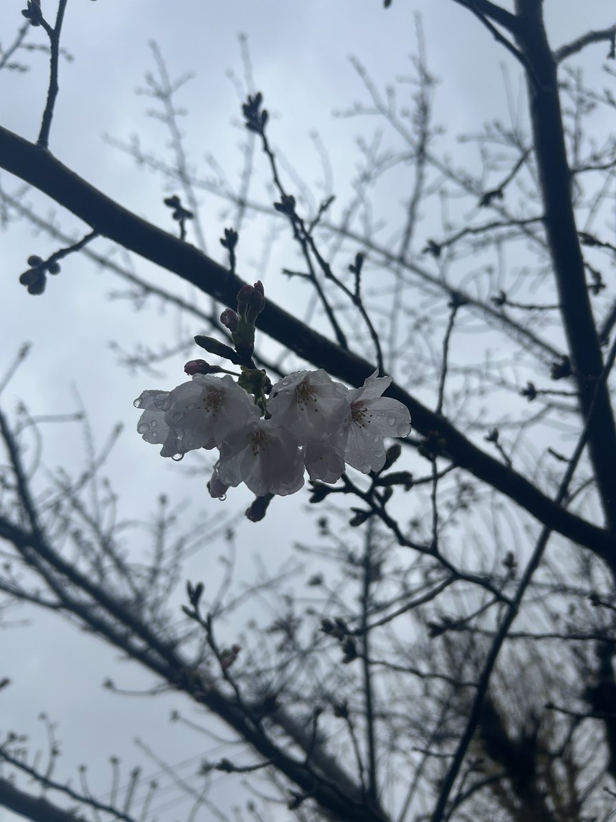 てんまにちやそ(美味しくなって新登場) tweet media