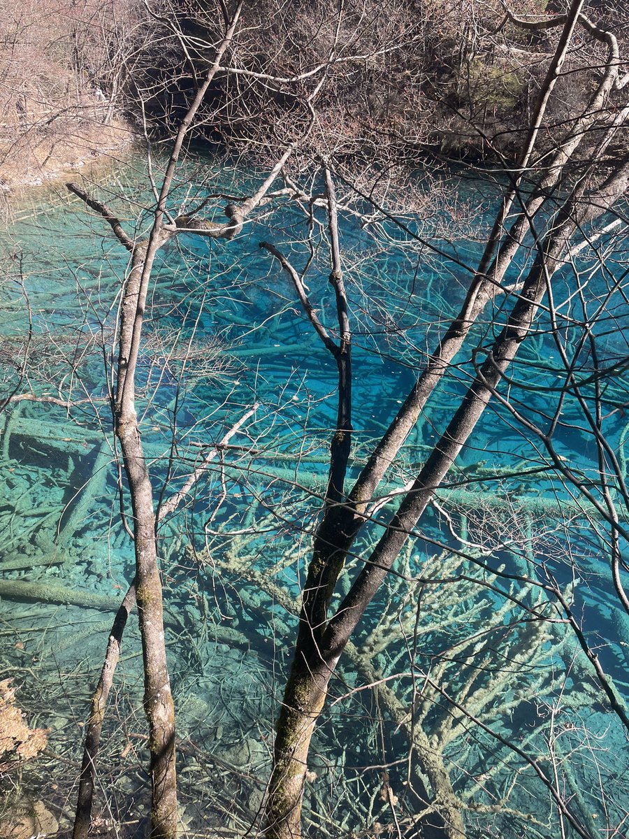 DADUE-zy tweet media