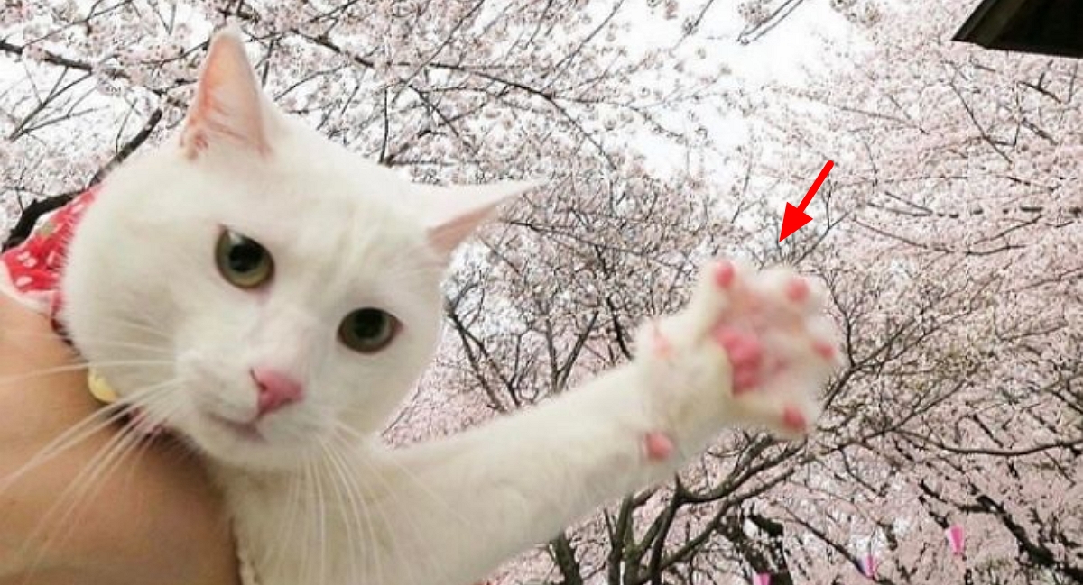 🐾🐱アニマルプラネットランド🐱🐾 tweet media