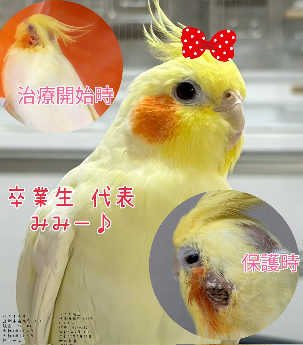 べるを商店🐥 tweet media