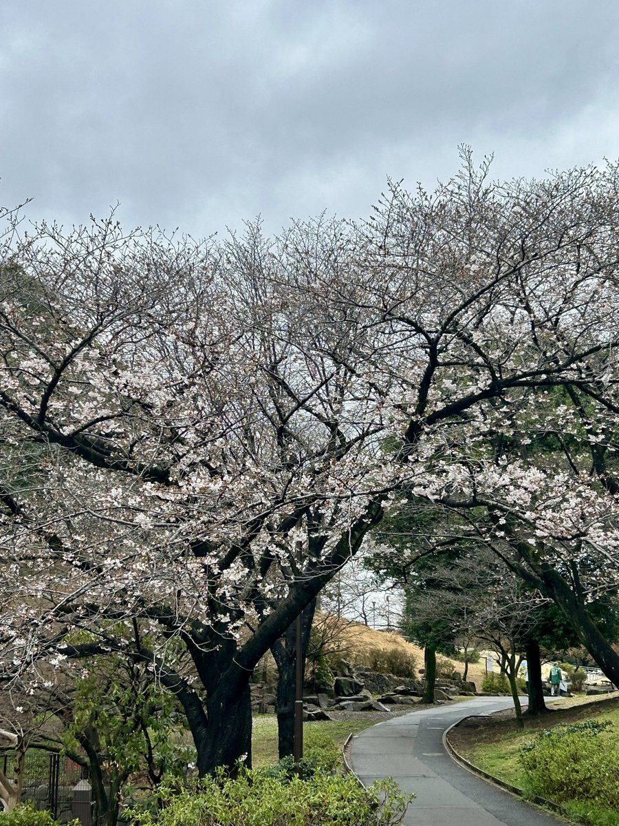 Chimu ⁷ (チム) ʙᴇ 🐥🐕💕 tweet media