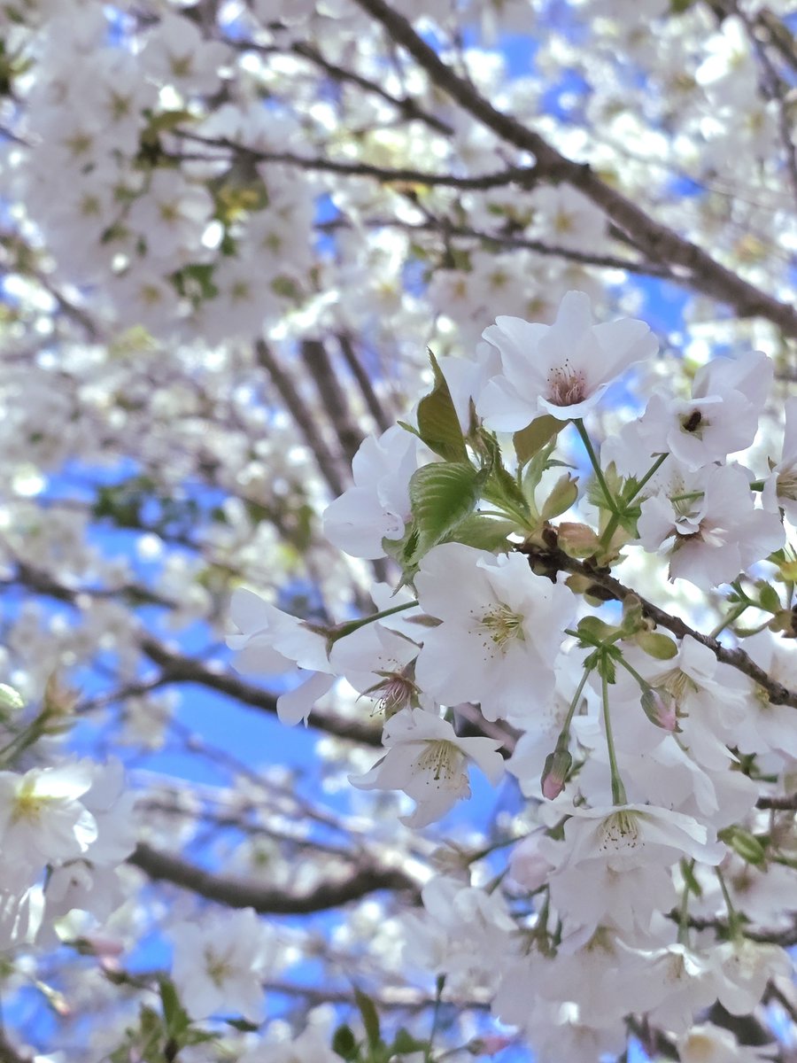 冷凍どんぐり tweet media