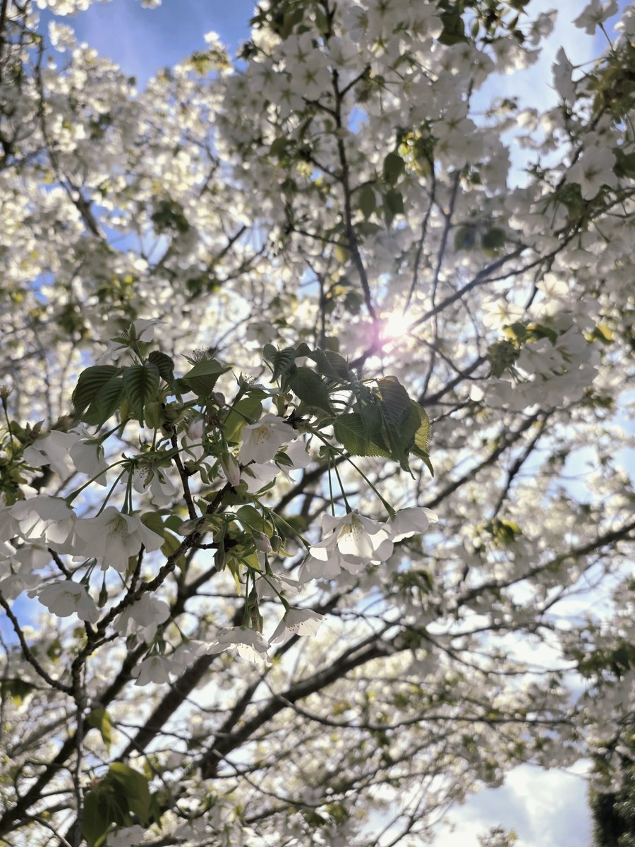 冷凍どんぐり tweet media