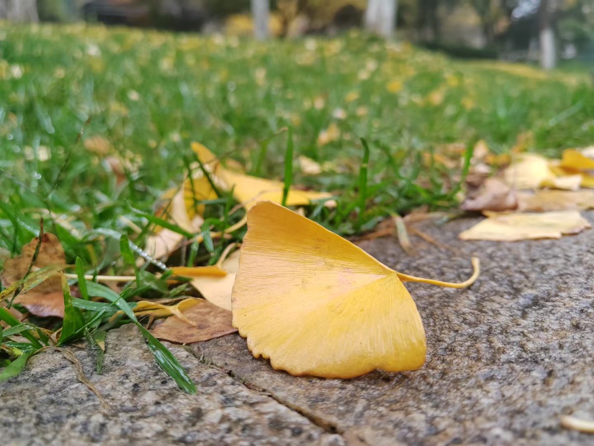 lExperto tweet media