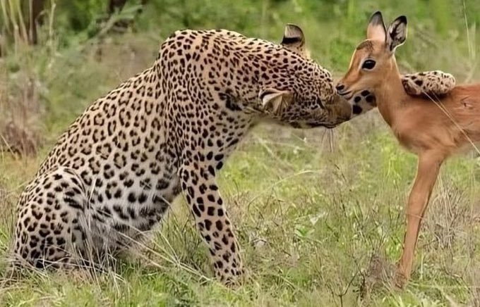 D W A Y N E 🪖❤️‍🔥 tweet media