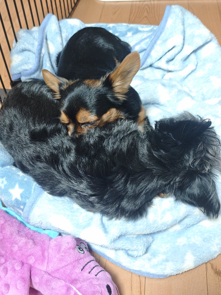 D8xLpb3's tweet photo. お互い様ですね。
＃ミックス犬
＃きょうだい犬
＃ヨープー
＃ヨークシャテリア
＃トイプードル https://t.co/G7TS6kBRMp
