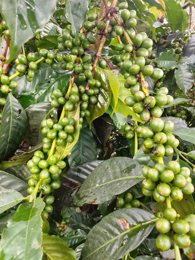 Admire Chamisa tweet media