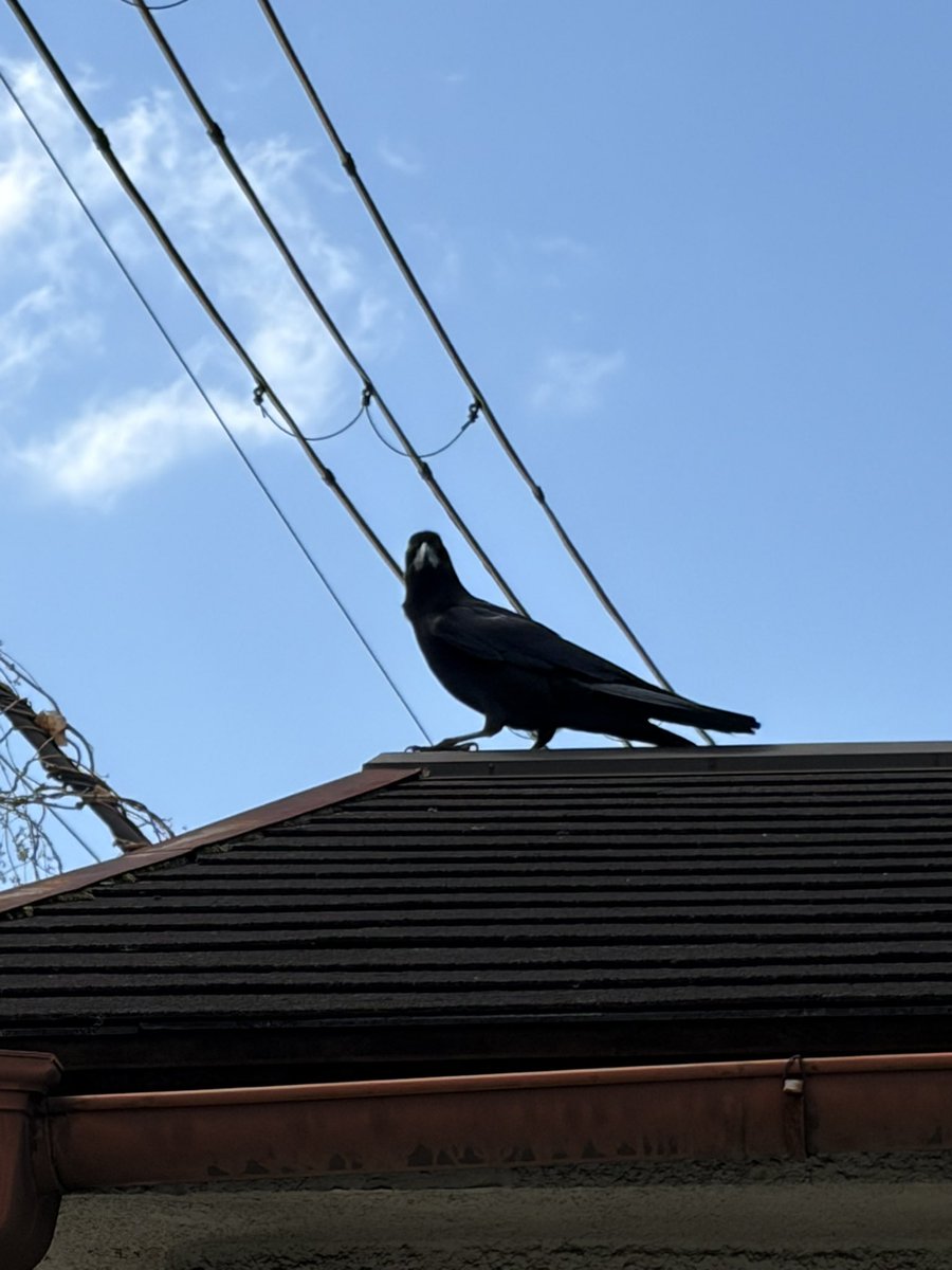 どんぐり陸士長 tweet media