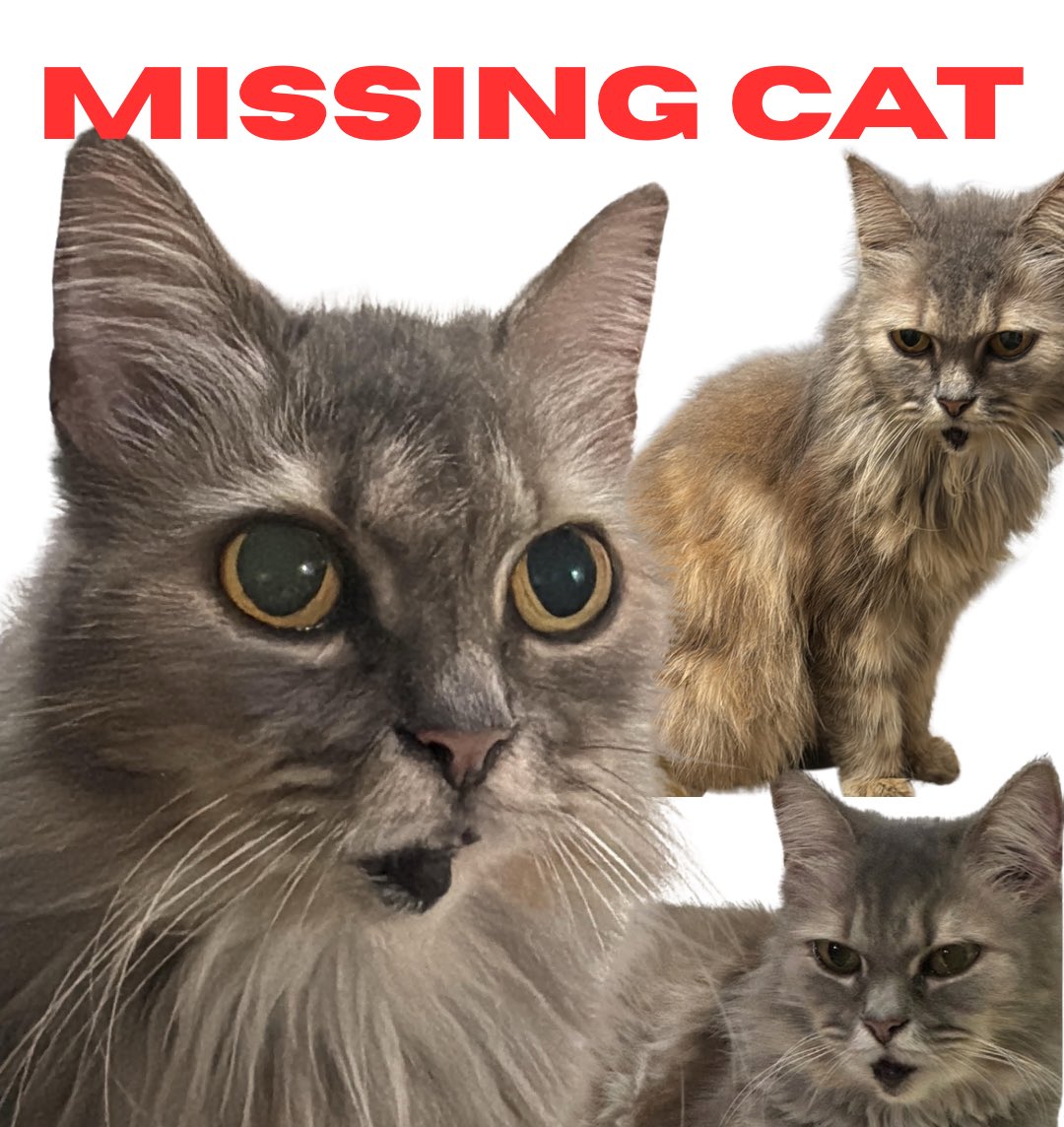 dump acc tweet media