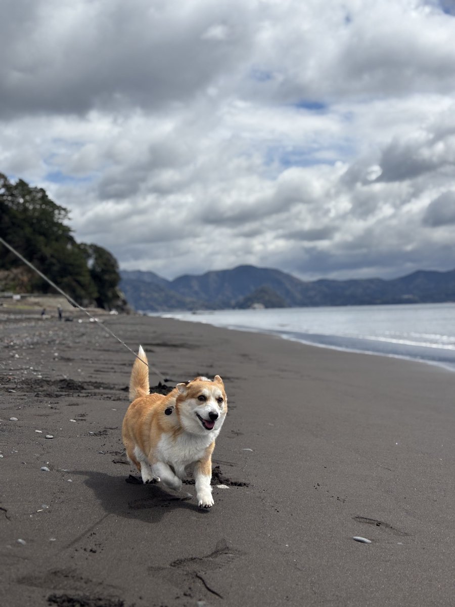 でふ (((((((((っ・▲・)っ🍫 tweet media