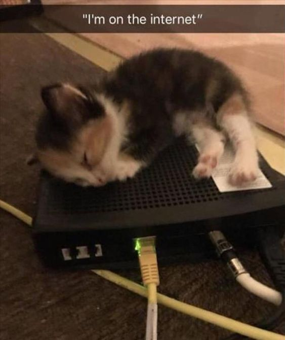 WholesomeMemes tweet media