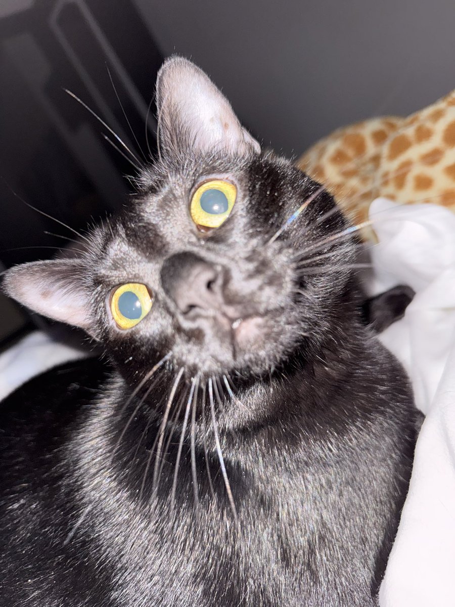 Kimberly tweet media