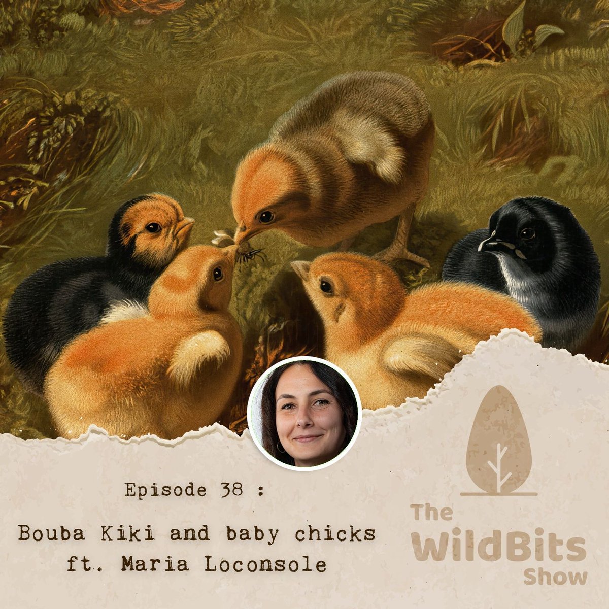 thewildbitsprod's tweet photo. This week on #TheWildBitsShow, we discuss the origins of human language with researcher Maria Loconsole.

Tune in Sunday @ 7PM NZDT / 11.30AM IST!
https://t.co/uHbZBlVrQR

@UniPD_Research #AnimalCognition #BoubaKiki #Wildlife #Science #Podcast #HumanLanguage #Evolution #Science https://t.co/ERjdzII3rD
