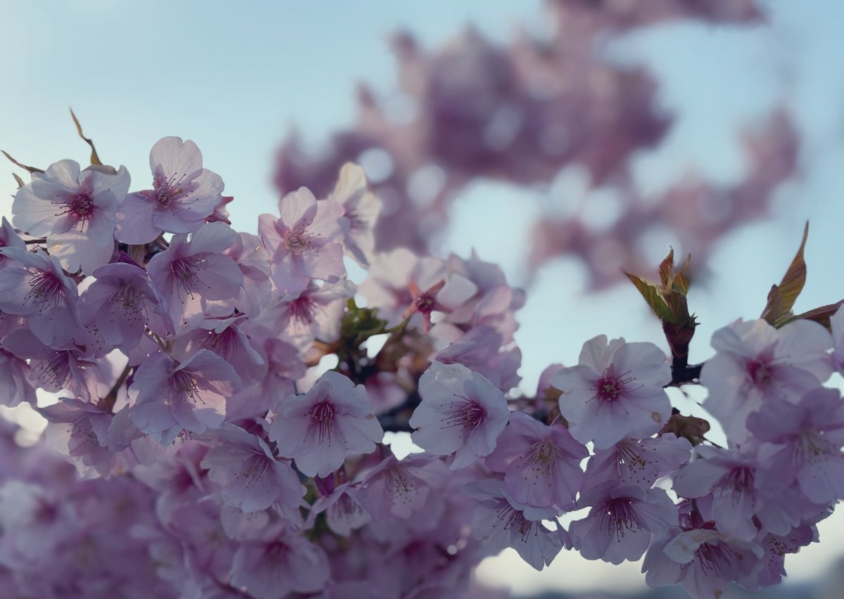 瀬口忍 tweet media