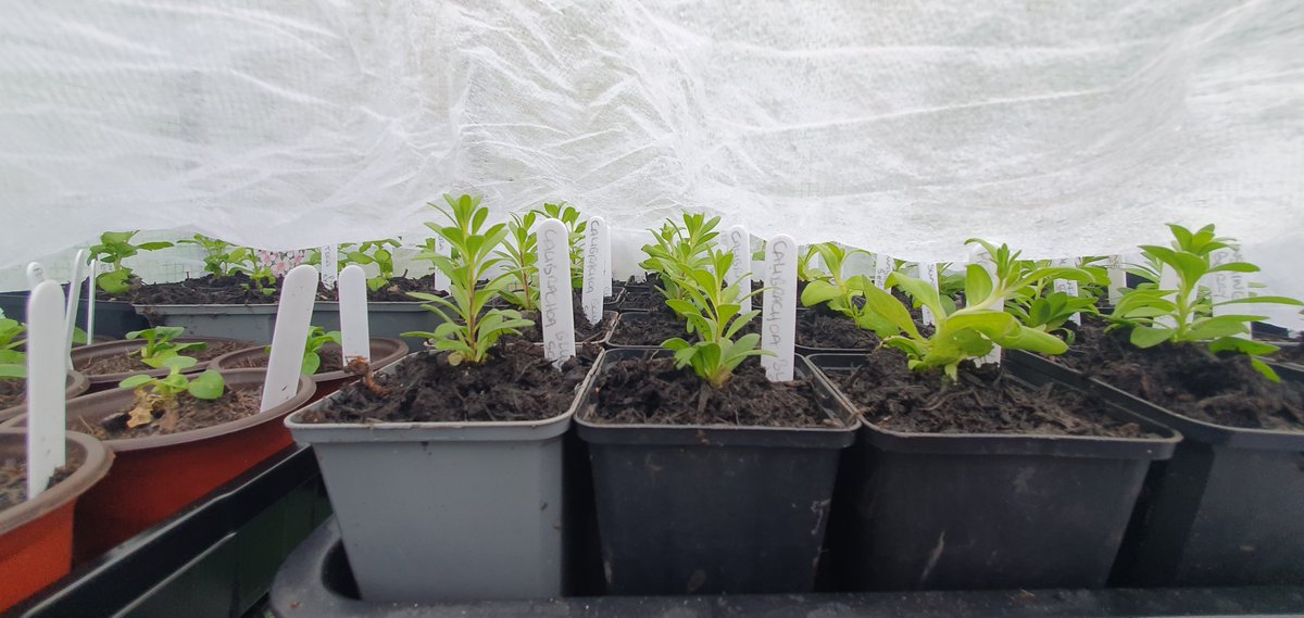 James_Gardening 🕊 tweet media