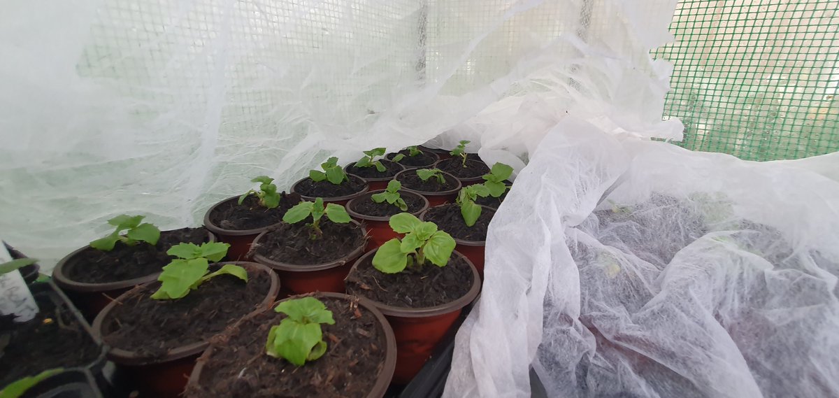 James_Gardening 🕊 tweet media