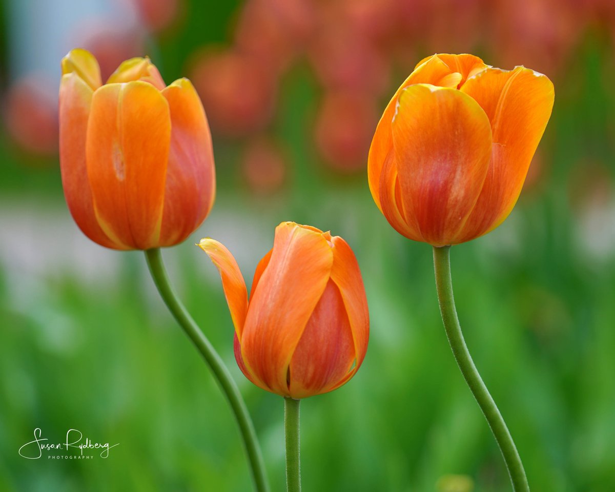 Susan Rydberg tweet media