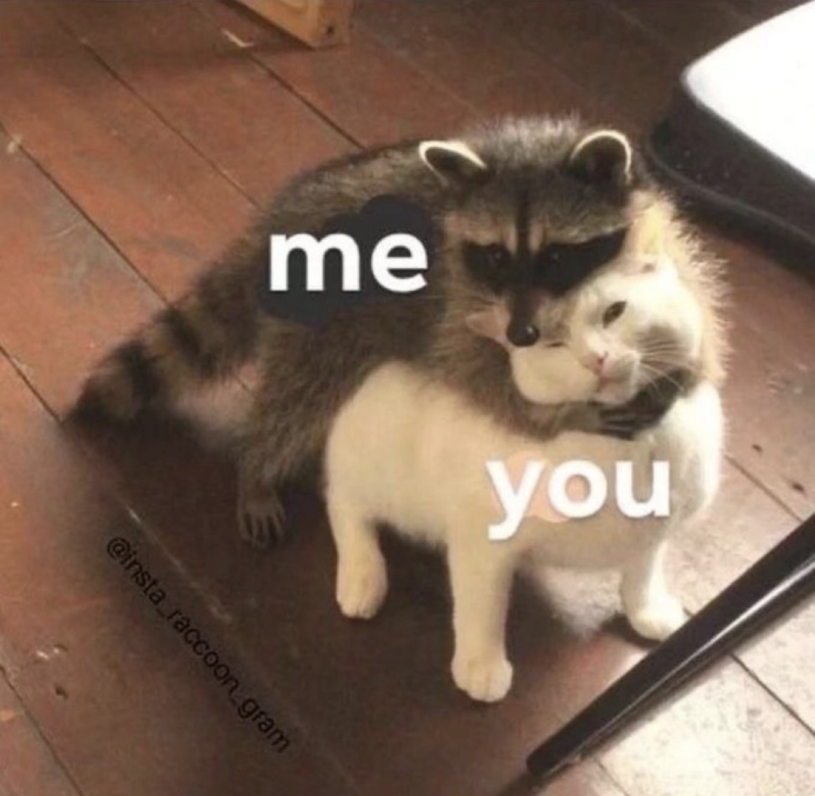 raccoon aesthetic. tweet media