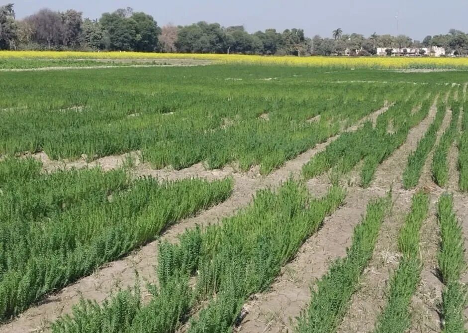 𝐅𝐞𝐫𝐭𝐢𝐥𝐢𝐬𝐞𝐫 𝐒𝐞𝐜𝐭𝐨𝐫 𝐒𝐞𝐞𝐬 𝐒𝐭𝐫𝐨𝐧𝐠 𝐆𝐫𝐨𝐰𝐭𝐡 𝐀𝐦𝐢𝐝 𝐅𝐚𝐫𝐦 𝐑𝐞𝐜𝐨𝐯𝐞𝐫𝐲!
Pakistan’s fertiliser industry is showing solid momentum in 2025, with profits rising 𝟏𝟎% 𝐭𝐨 𝐑𝐬𝟏𝟒𝟏.𝟏 𝐛𝐢𝐥𝐥𝐢𝐨𝐧 and sales reaching 𝐑𝐬𝟗𝟖𝟏.𝟔 𝐛𝐢𝐥𝐥𝐢𝐨𝐧