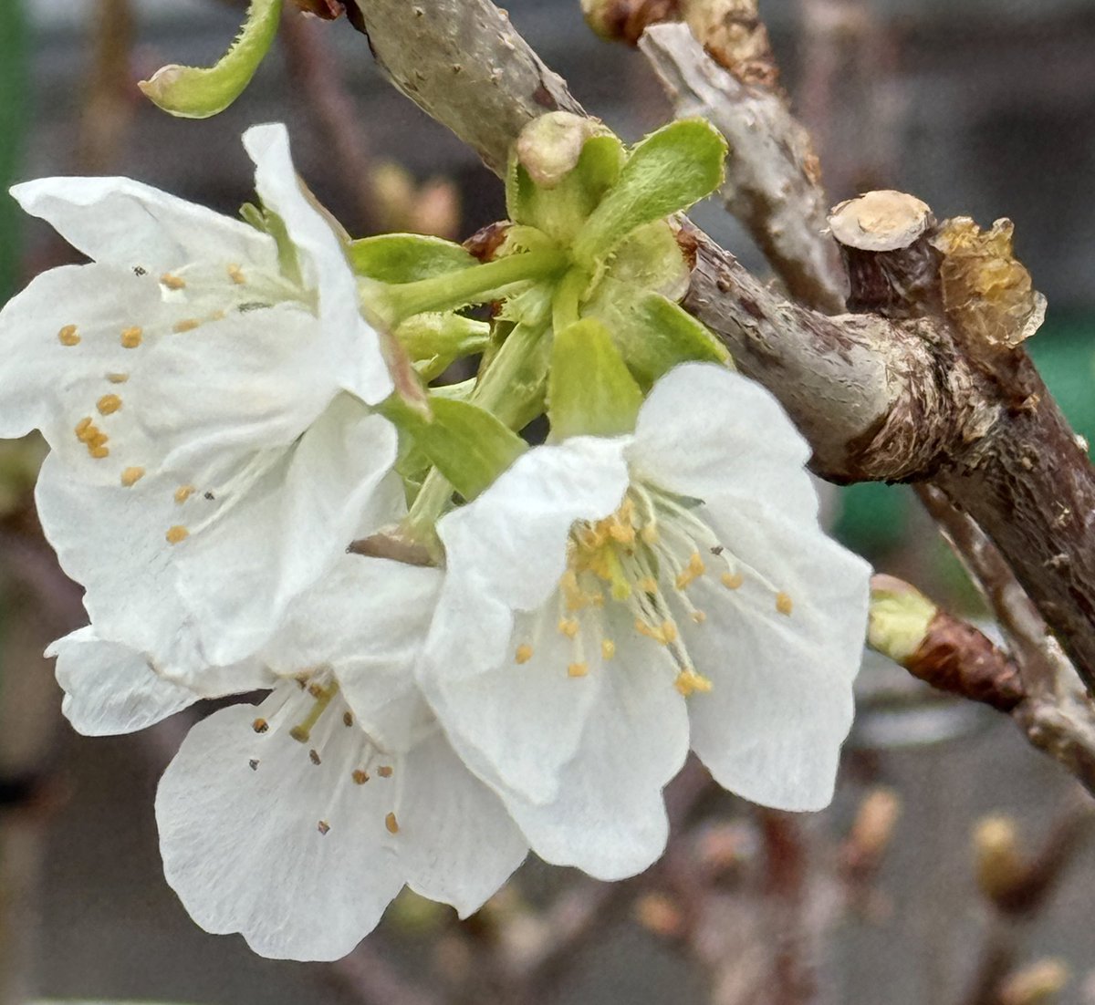 果樹栽培が大好き tweet media