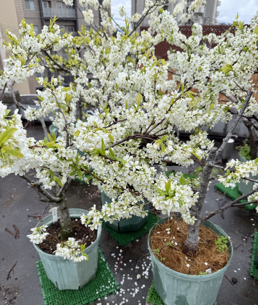 果樹栽培が大好き tweet media