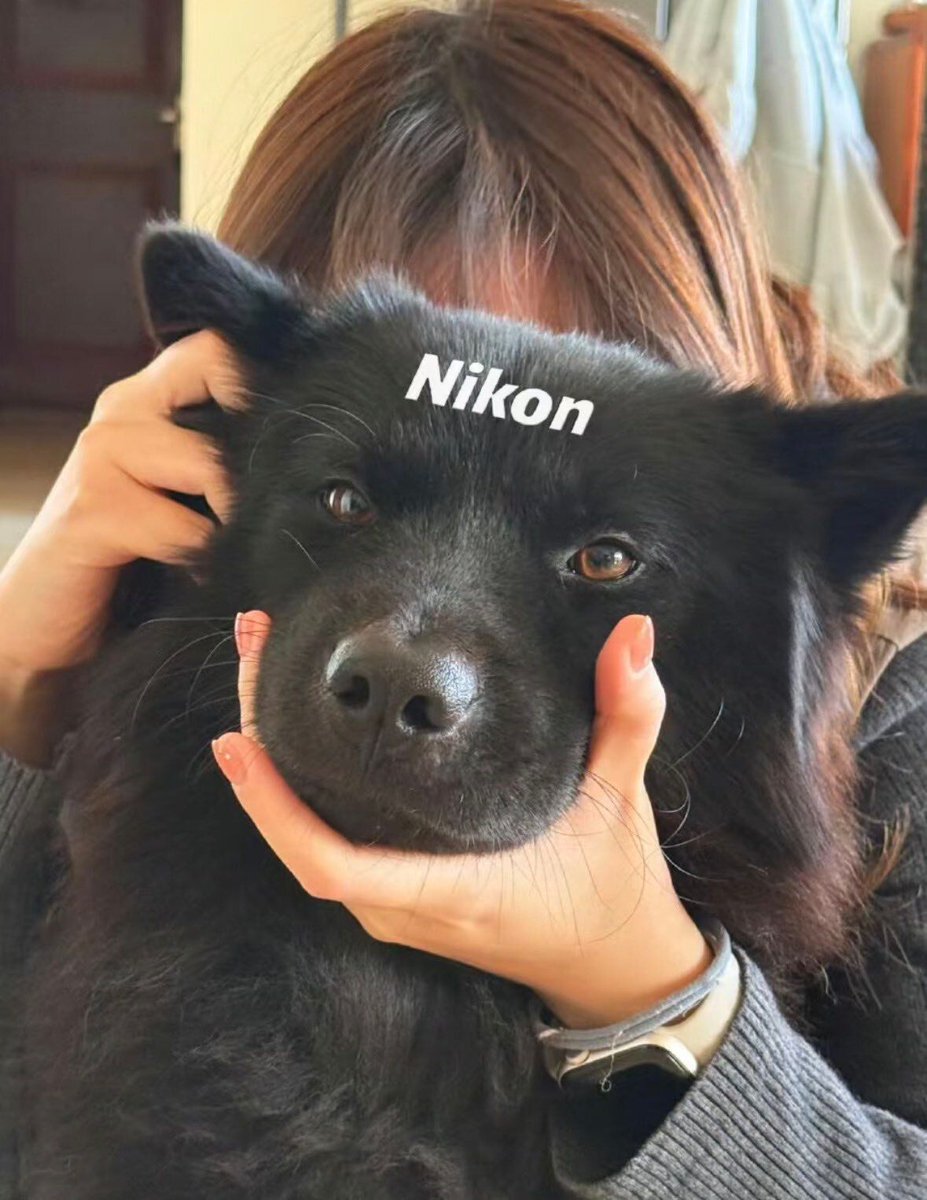 everything dogs 🐶 tweet media