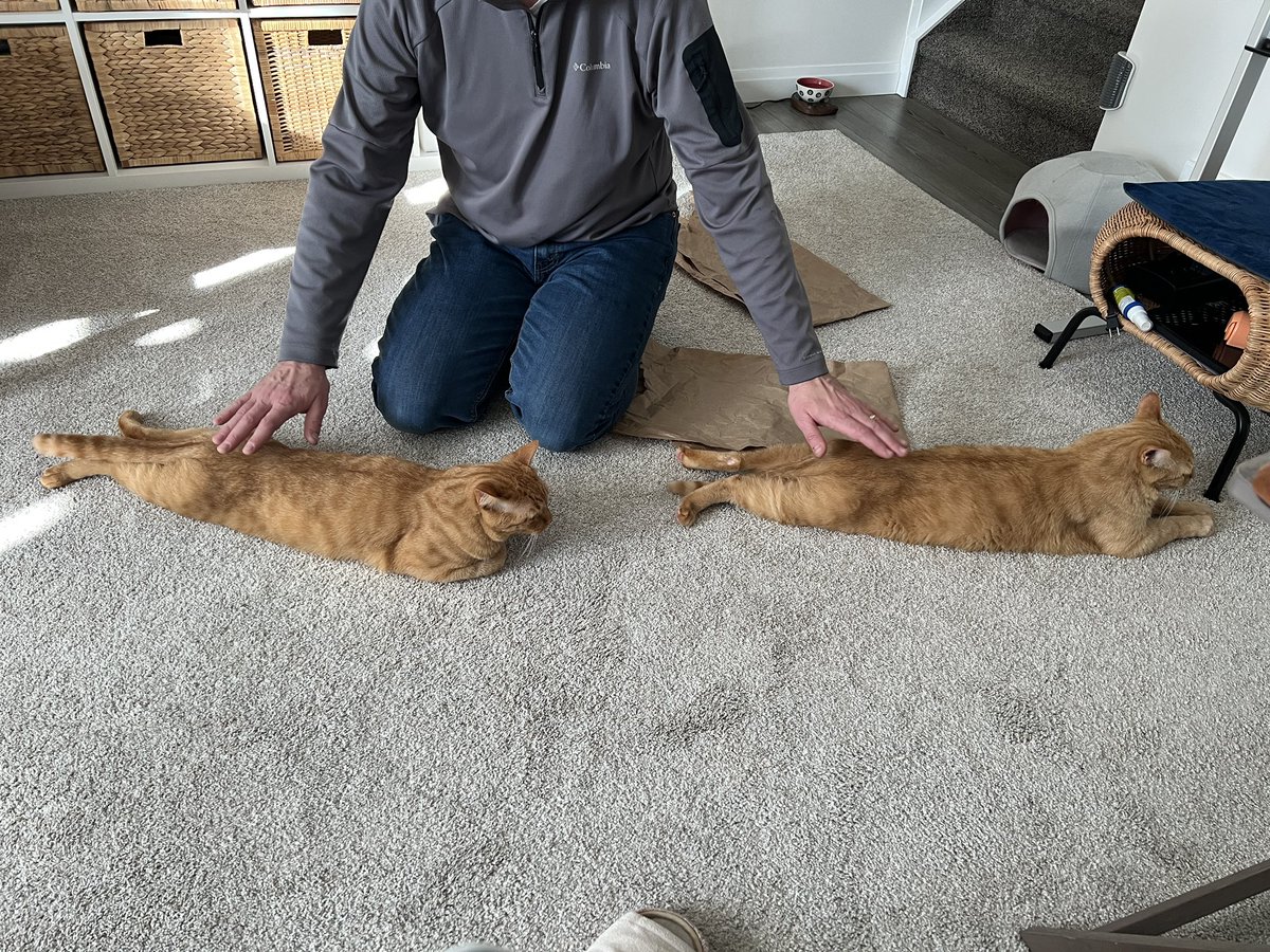 茶トラ兄弟 トラ&コテツ tweet media