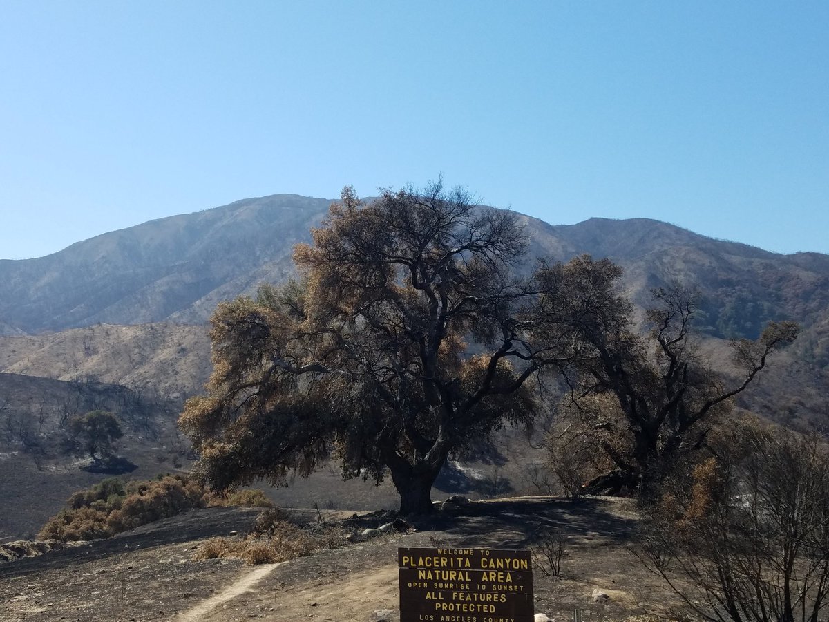 US History tweet media